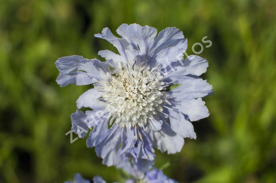 Hlaváč kavkazský 'Perfecta' - Scabiosa caucasica 'Perfecta'
