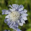 Hlaváč kavkazský 'Perfecta' - Scabiosa caucasica 'Perfecta'