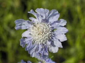 Hlaváč kavkazský 'Perfecta' - Scabiosa caucasica 'Perfecta'