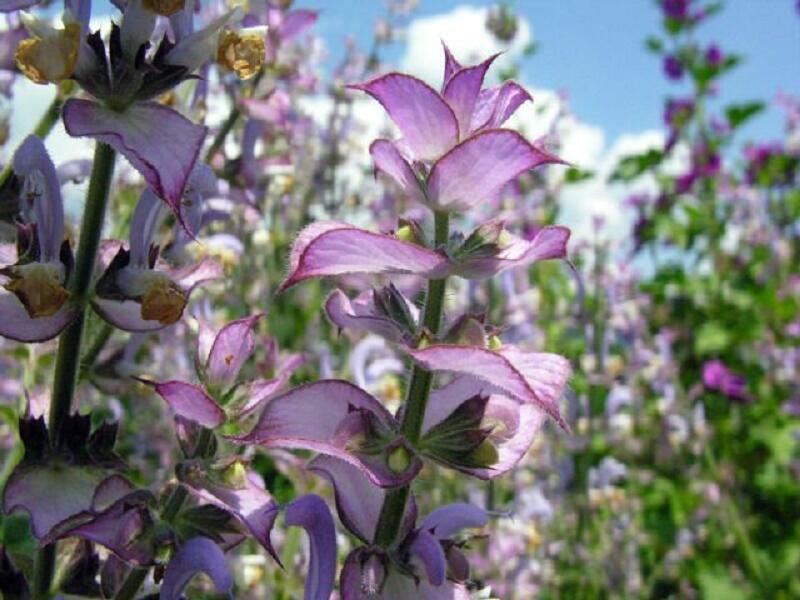 Šalvěj muškátová - Salvia sclarea