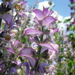 Šalvěj muškátová - Salvia sclarea