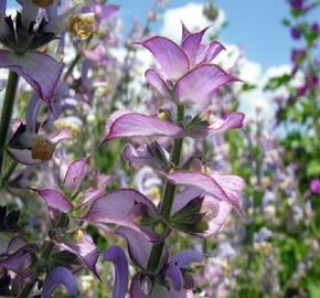 Šalvěj muškátová - Salvia sclarea