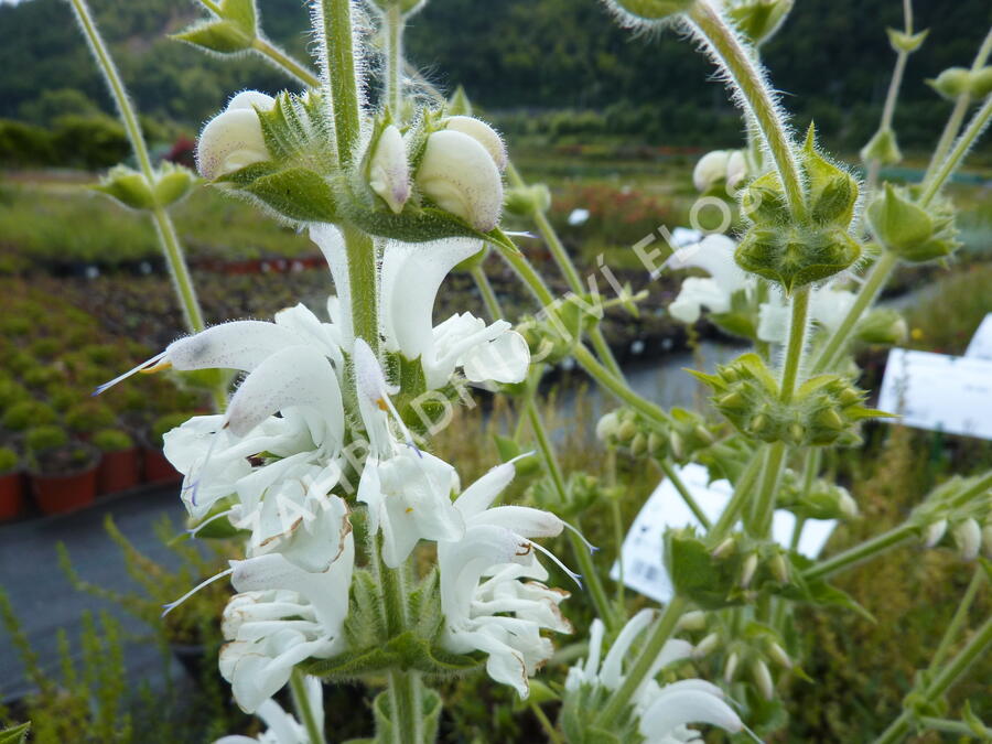 Šalvěj stříbřitá - Salvia argentea