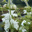 Šalvěj stříbřitá - Salvia argentea
