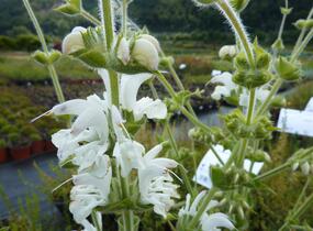 Šalvěj stříbřitá - Salvia argentea