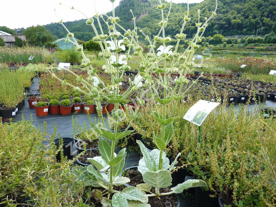 Šalvěj stříbřitá - Salvia argentea