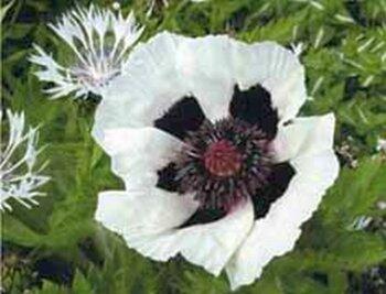 Mák východní 'Royal Wedding' - Papaver orientale 'Royal Wedding'