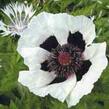 Mák východní 'Royal Wedding' - Papaver orientale 'Royal Wedding'