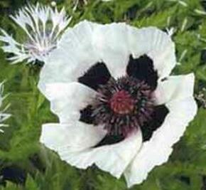 Mák východní 'Royal Wedding' - Papaver orientale 'Royal Wedding'