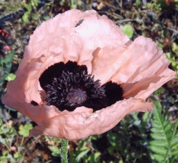 Mák východní 'Königin Alexandria' - Papaver orientale 'Königin Alexandria'