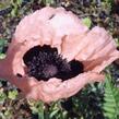 Mák východní 'Königin Alexandria' - Papaver orientale 'Königin Alexandria'