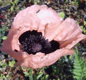 Mák východní 'Königin Alexandria' - Papaver orientale 'Königin Alexandria'