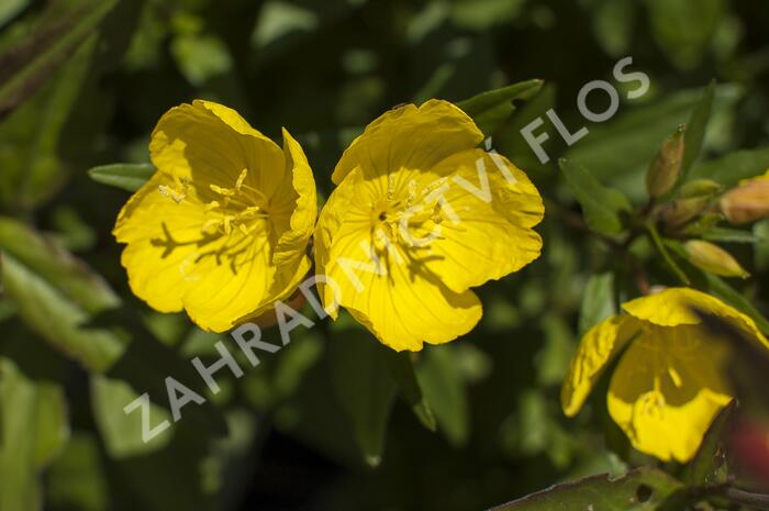 Pupalka čtyřhranná (glauca) - Oenothera tetragona (glauca)