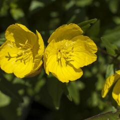 Pupalka čtyřhranná  (glauca) - Oenothera tetragona (glauca)