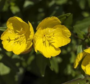 Pupalka čtyřhranná  (glauca) - Oenothera tetragona (glauca)