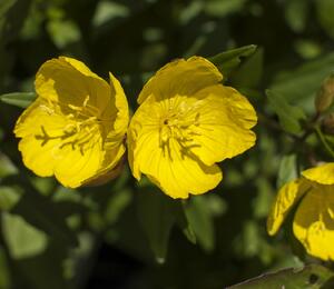 Pupalka čtyřhranná (glauca) - Oenothera tetragona (glauca)
