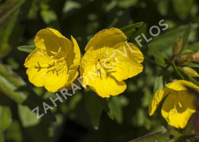 Pupalka čtyřhranná (glauca) - Oenothera tetragona (glauca)