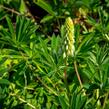 Lupina 'Russel Kastellan blau' - Lupinus polyphyllus 'Russel Kastellan blau'