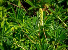 Lupina mnoholistá 'Russel Kastellan blau' - Lupinus polyphyllus 'Russel Kastellan blau'