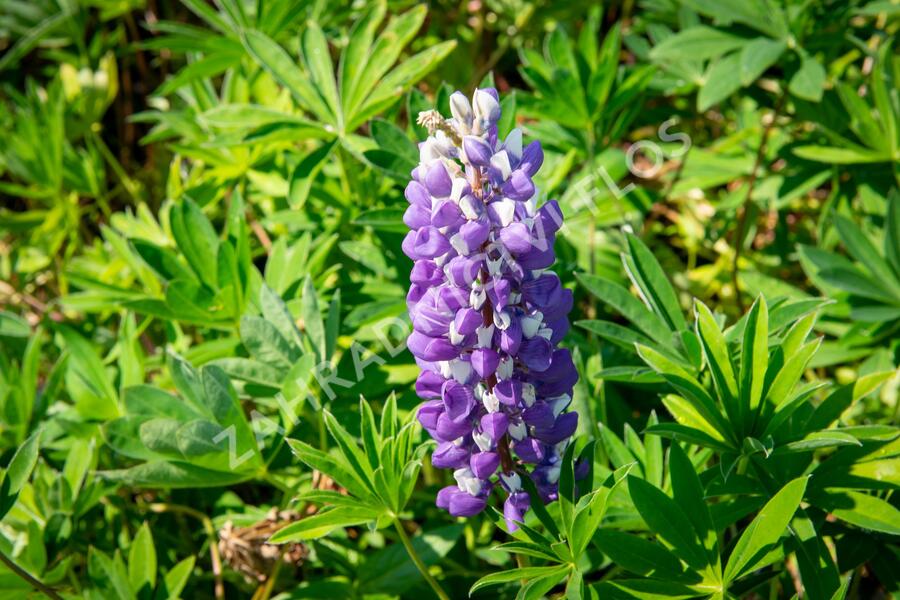 Lupina 'Russel Kastellan blau' - Lupinus polyphyllus 'Russel Kastellan blau'