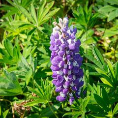 Lupina 'Russel Kastellan blau' - Lupinus polyphyllus 'Russel Kastellan blau'