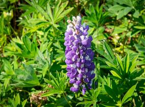 Lupina mnoholistá 'Russel Kastellan blau' - Lupinus polyphyllus 'Russel Kastellan blau'
