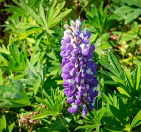 Lupina 'Russel Kastellan blau' - Lupinus polyphyllus 'Russel Kastellan blau'