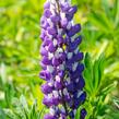 Lupina 'Russel Kastellan blau' - Lupinus polyphyllus 'Russel Kastellan blau'