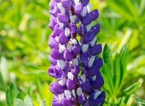 Lupina mnoholistá 'Russel Kastellan blau' - Lupinus polyphyllus 'Russel Kastellan blau'