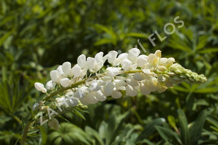 Lupina mnoholistá 'Russel Fraulein weiss' - Lupinus polyphyllus 'Russel Fraulein weiss'