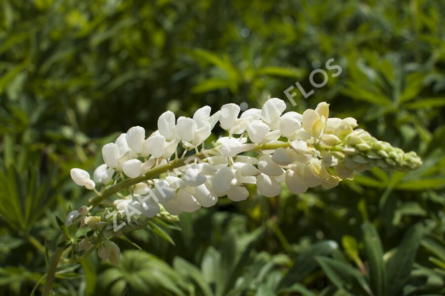 Lupina mnoholistá 'Russel Fraulein weiss' - Lupinus polyphyllus 'Russel Fraulein weiss'