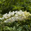 Lupina mnoholistá 'Russel Fraulein weiss' - Lupinus polyphyllus 'Russel Fraulein weiss'