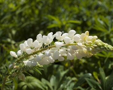 Lupina mnoholistá 'Russel Fraulein weiss'