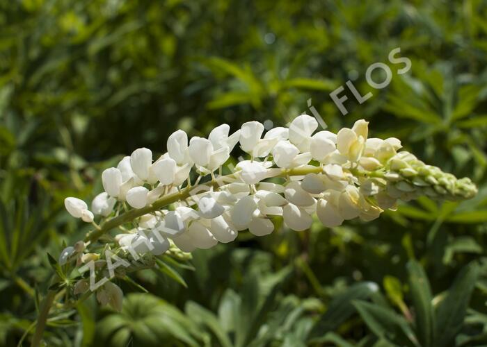 Lupina mnoholistá 'Russel Fraulein weiss' - Lupinus polyphyllus 'Russel Fraulein weiss'