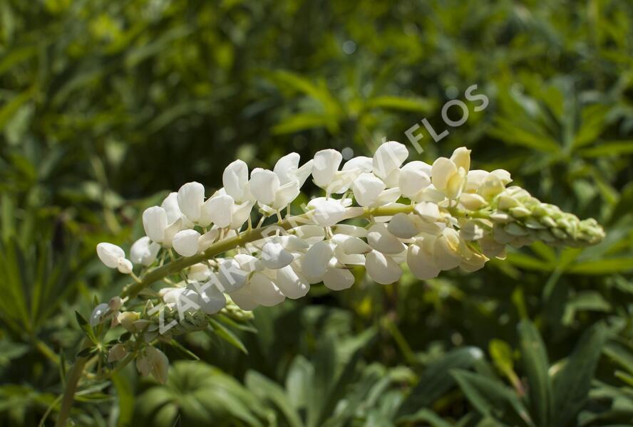 Lupina mnoholistá 'Russel Fraulein weiss' - Lupinus polyphyllus 'Russel Fraulein weiss'