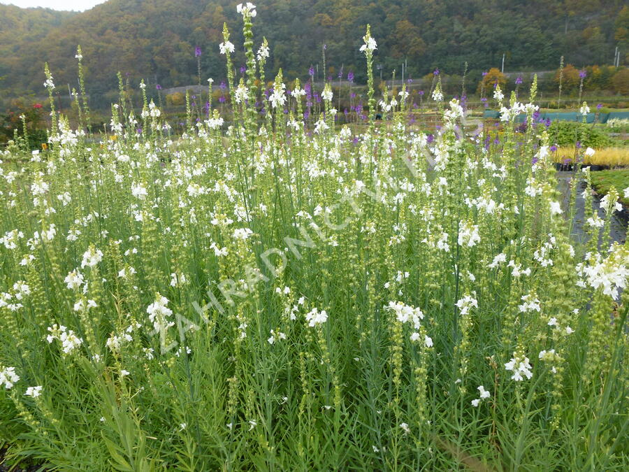 Lnice nachová 'Alba' - Linaria purpurea 'Alba'