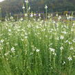 Lnice nachová 'Alba' - Linaria purpurea 'Alba'