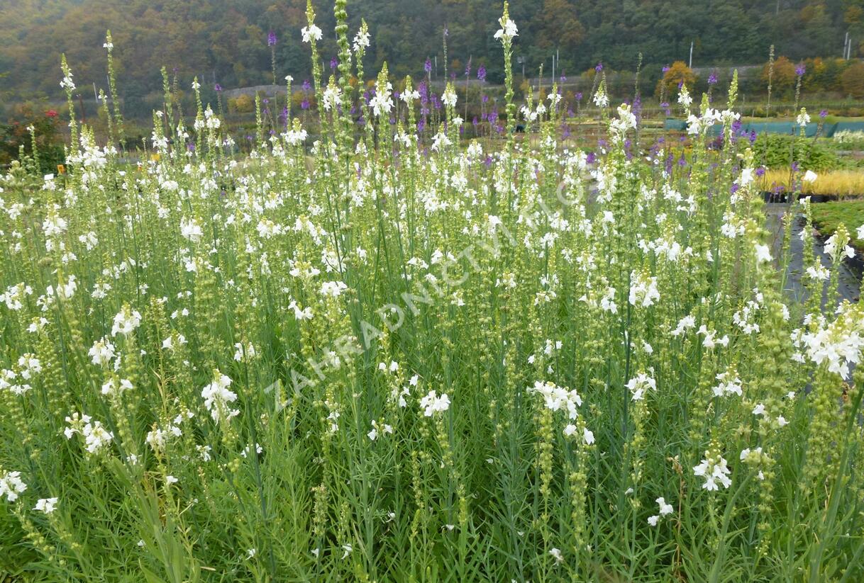 Lnice nachová 'Alba' - Linaria purpurea 'Alba'