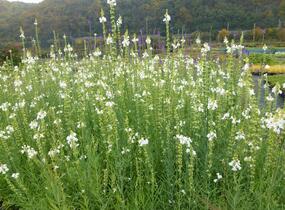 Lnice nachová 'Alba' - Linaria purpurea 'Alba'