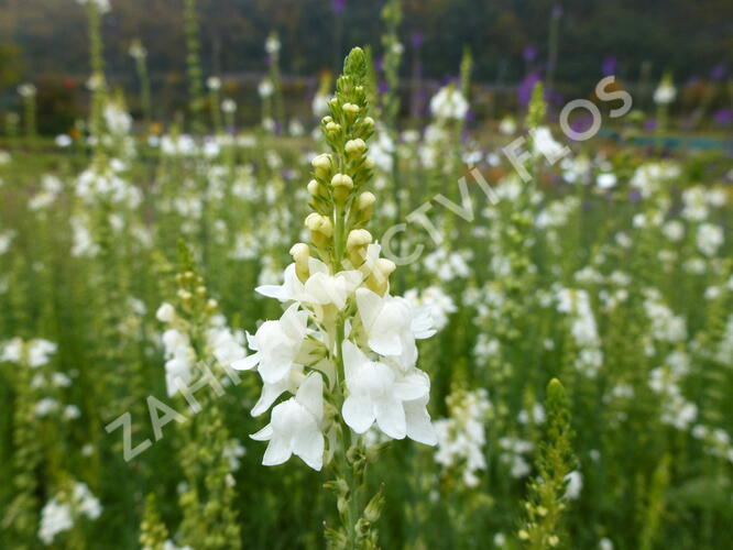 Lnice nachová 'Alba' - Linaria purpurea 'Alba'