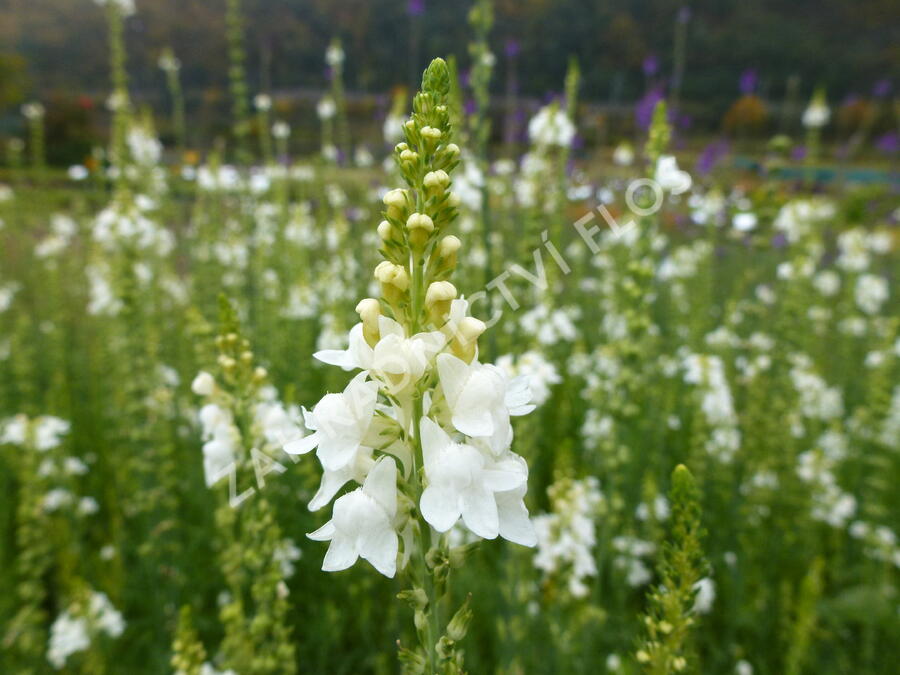 Lnice nachová 'Alba' - Linaria purpurea 'Alba'