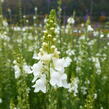 Lnice nachová 'Alba' - Linaria purpurea 'Alba'