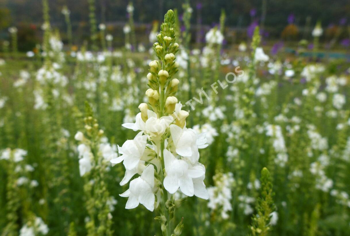 Lnice nachová 'Alba' - Linaria purpurea 'Alba'