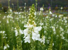 Lnice nachová 'Alba' - Linaria purpurea 'Alba'