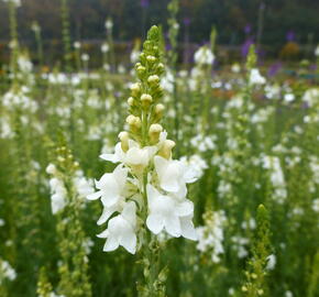 Lnice nachová 'Alba' - Linaria purpurea 'Alba'
