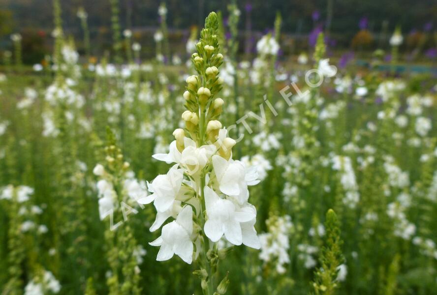 Lnice nachová 'Alba' - Linaria purpurea 'Alba'