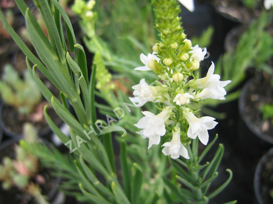 Lnice nachová 'Alba' - Linaria purpurea 'Alba'