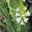 Lnice nachová 'Alba' - Linaria purpurea 'Alba'