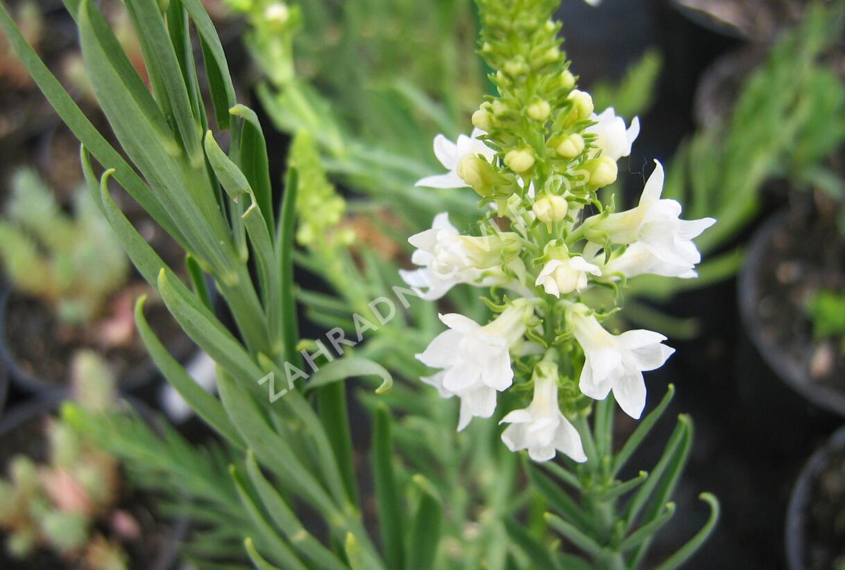 Lnice nachová 'Alba' - Linaria purpurea 'Alba'