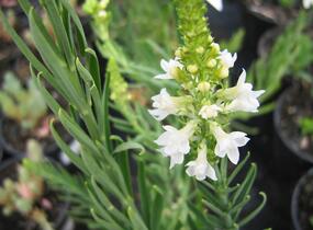 Lnice nachová 'Alba' - Linaria purpurea 'Alba'